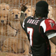 Illustration for article titled Vick Co-Defendant Set To Make Plea Agreement